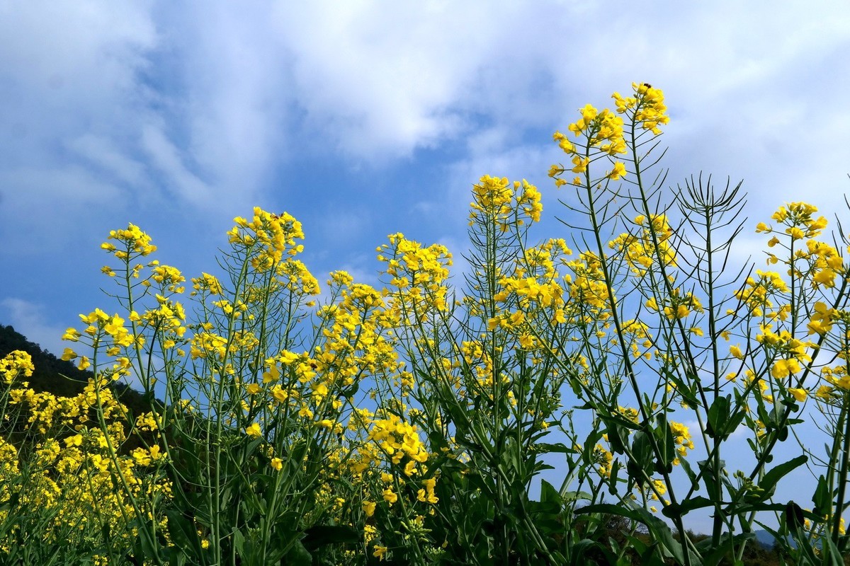 又到油菜花开时