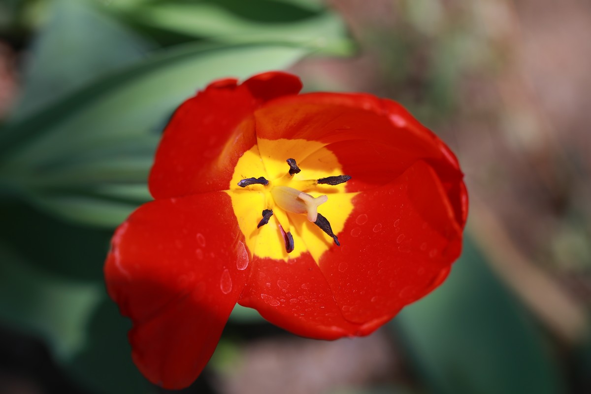 沈阳植物园郁金香