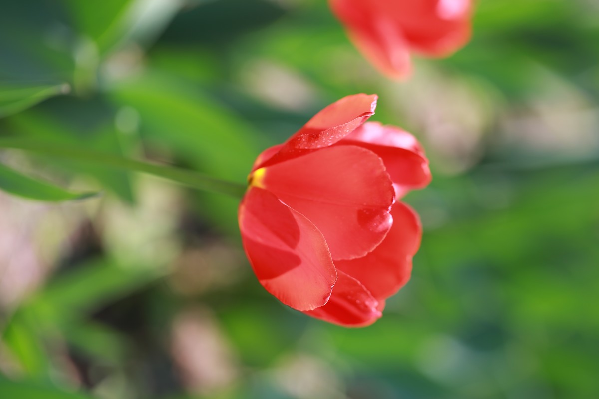 沈阳植物园郁金香