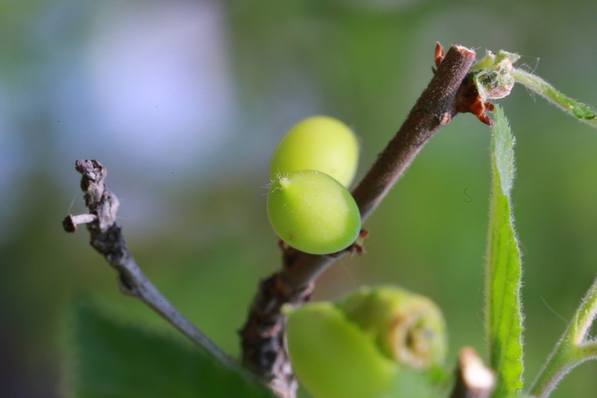 沈阳植物园郁金香