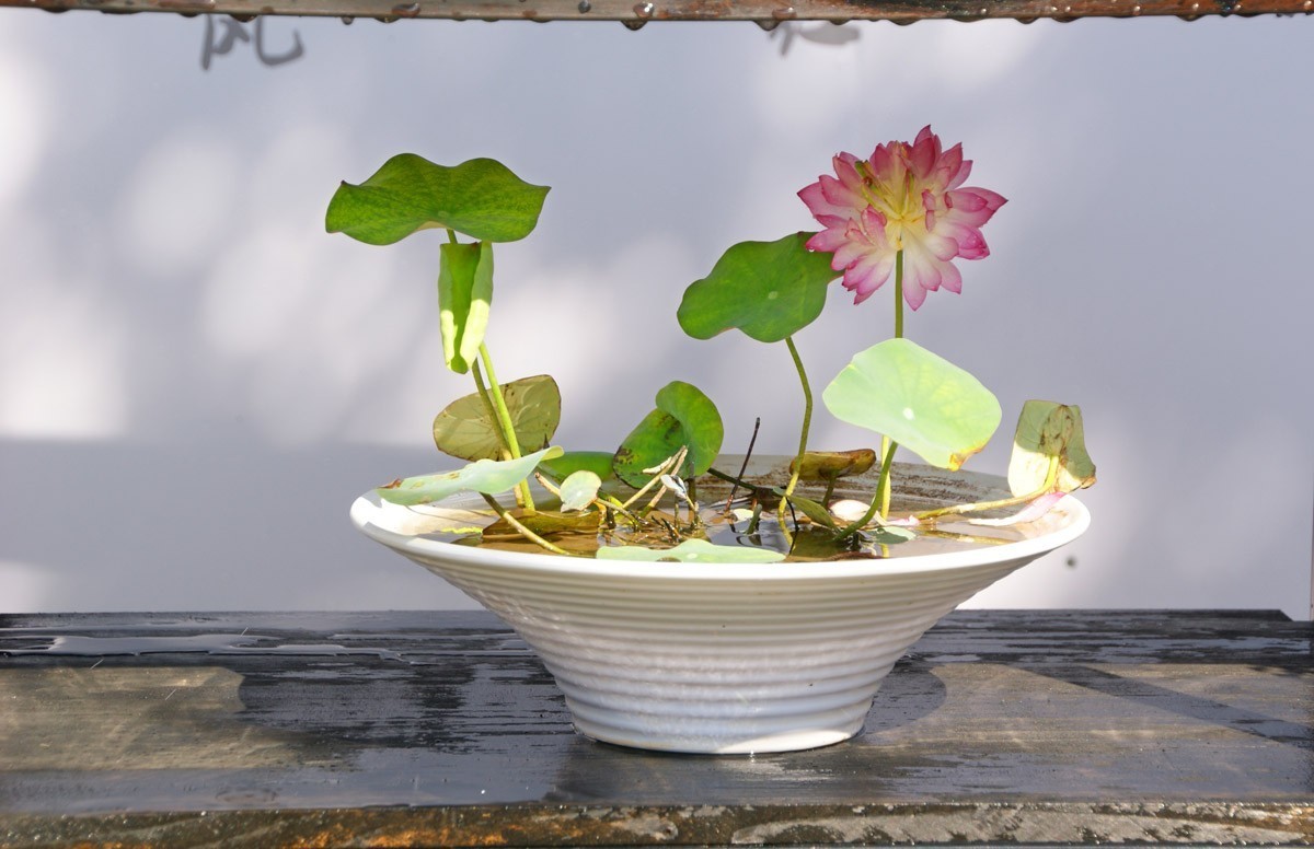 碗荷盆景