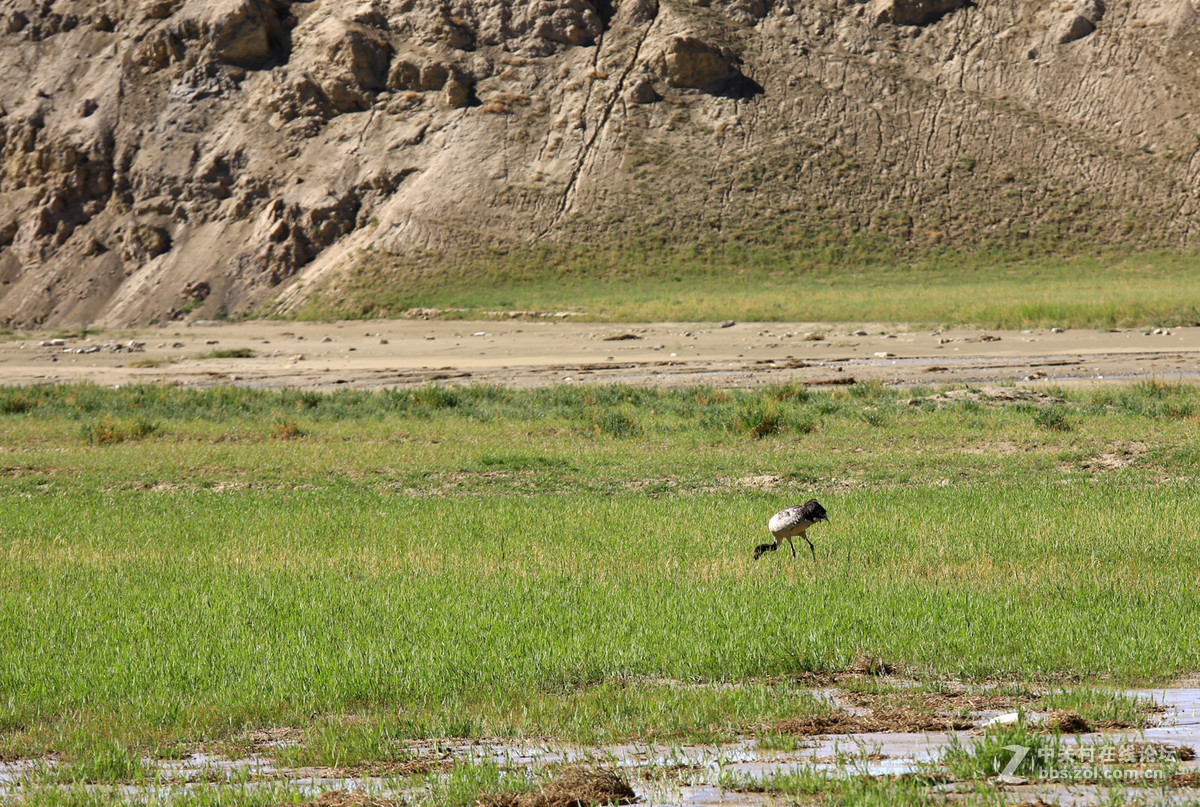 古格--狮泉河沿途野生动物（黑颈鹤、藏野驴、藏岩羊）