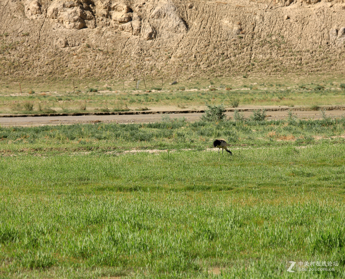 古格--狮泉河沿途野生动物（黑颈鹤、藏野驴、藏岩羊）