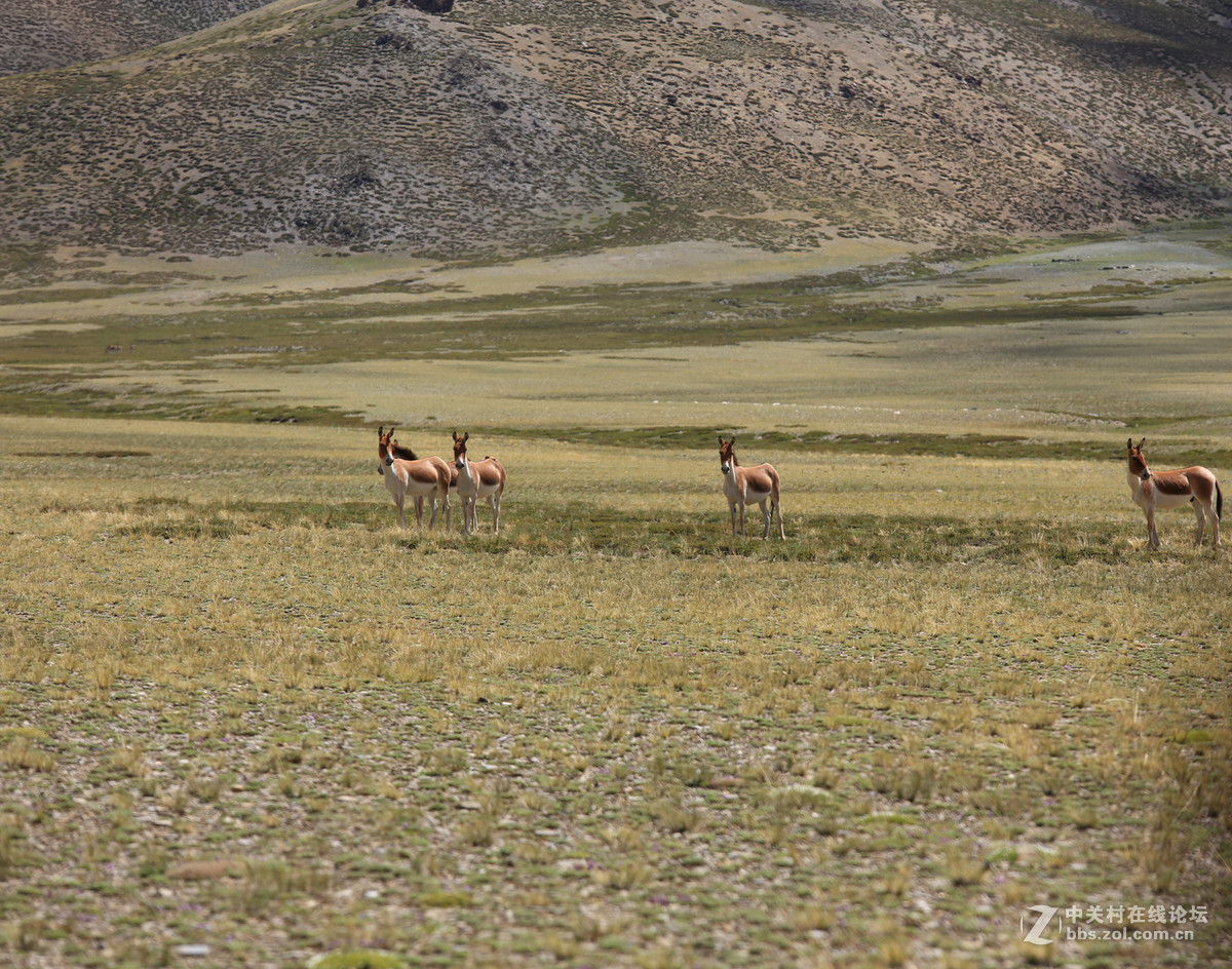 古格--狮泉河沿途野生动物（黑颈鹤、藏野驴、藏岩羊）