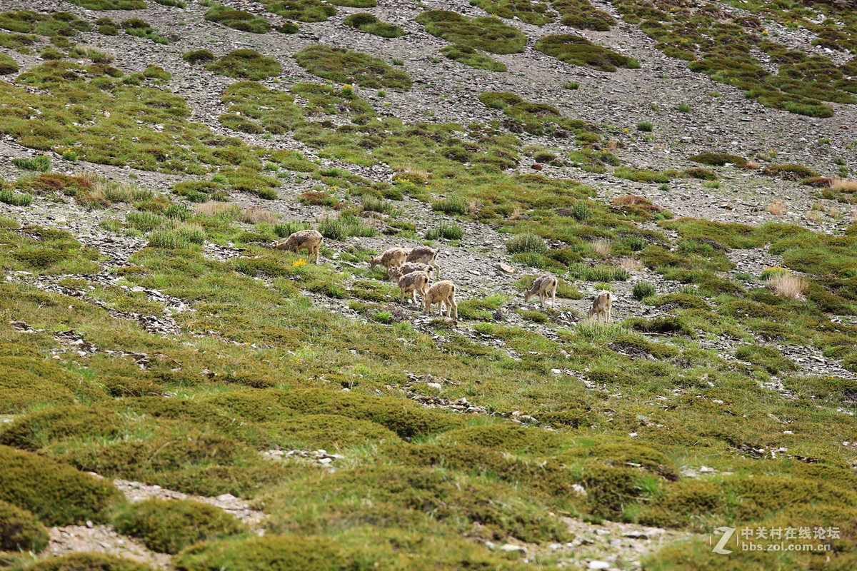 古格--狮泉河沿途野生动物（黑颈鹤、藏野驴、藏岩羊）