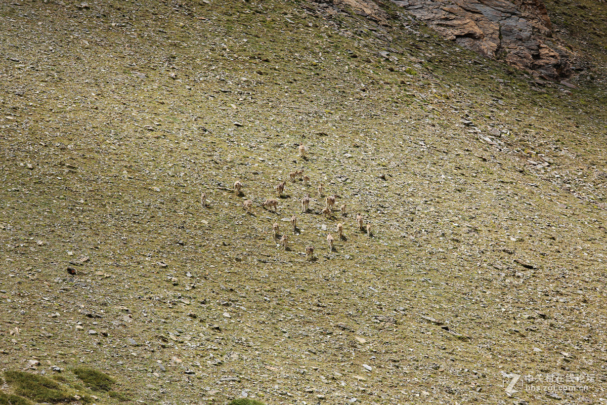 古格--狮泉河沿途野生动物（黑颈鹤、藏野驴、藏岩羊）