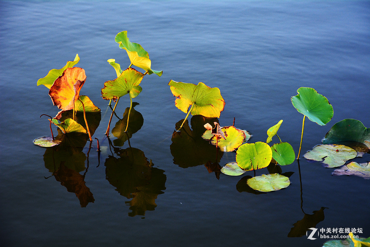 #版主坐堂#尼康7100摄影星空(中国)10月份部分精华作品推荐