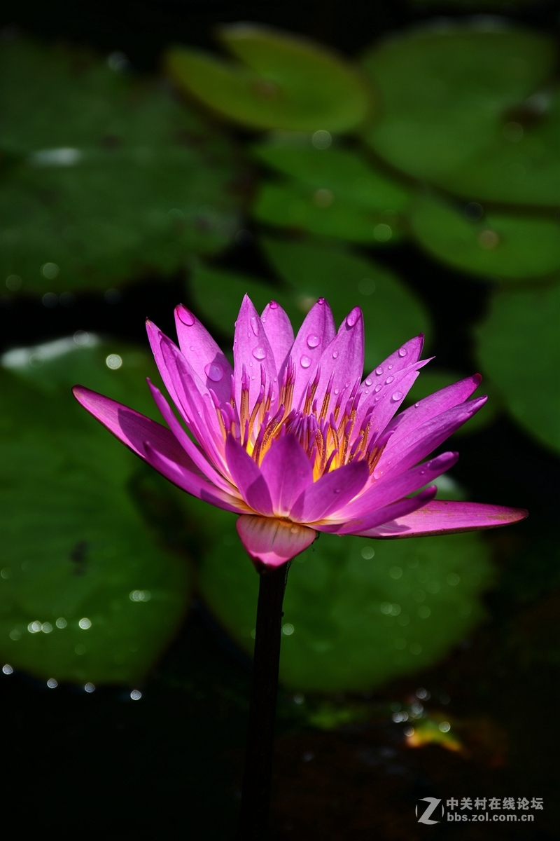 #版主坐堂#尼康7100摄影星空(中国)10月份部分精华作品推荐