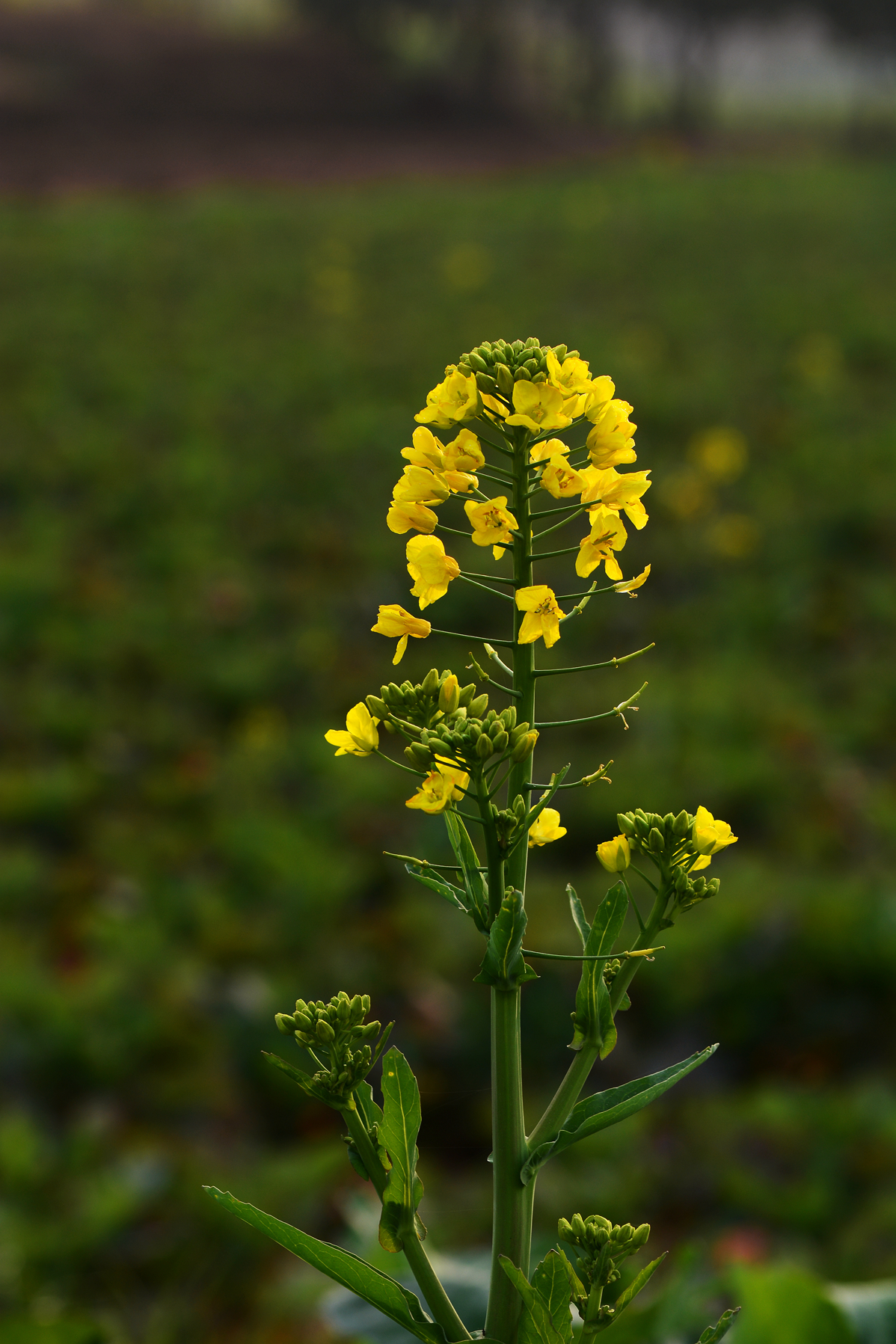 【无私奉献的油菜花】