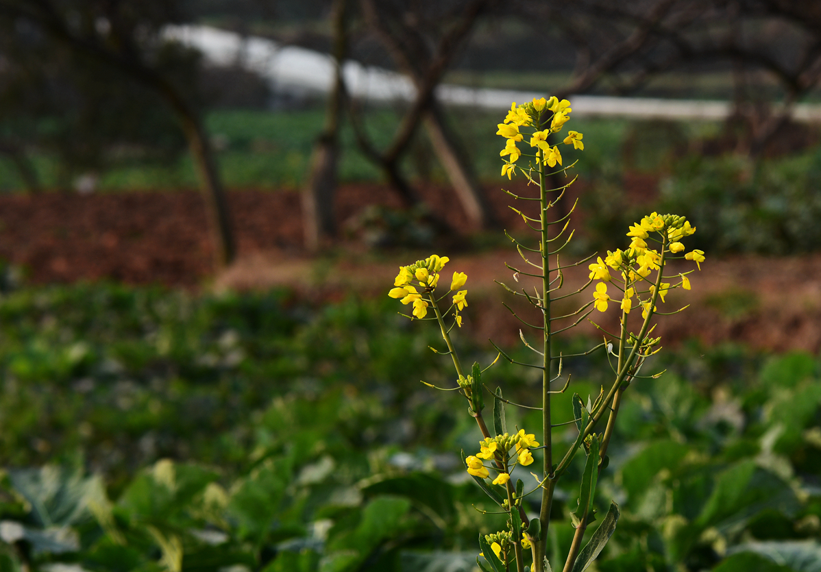 【无私奉献的油菜花】