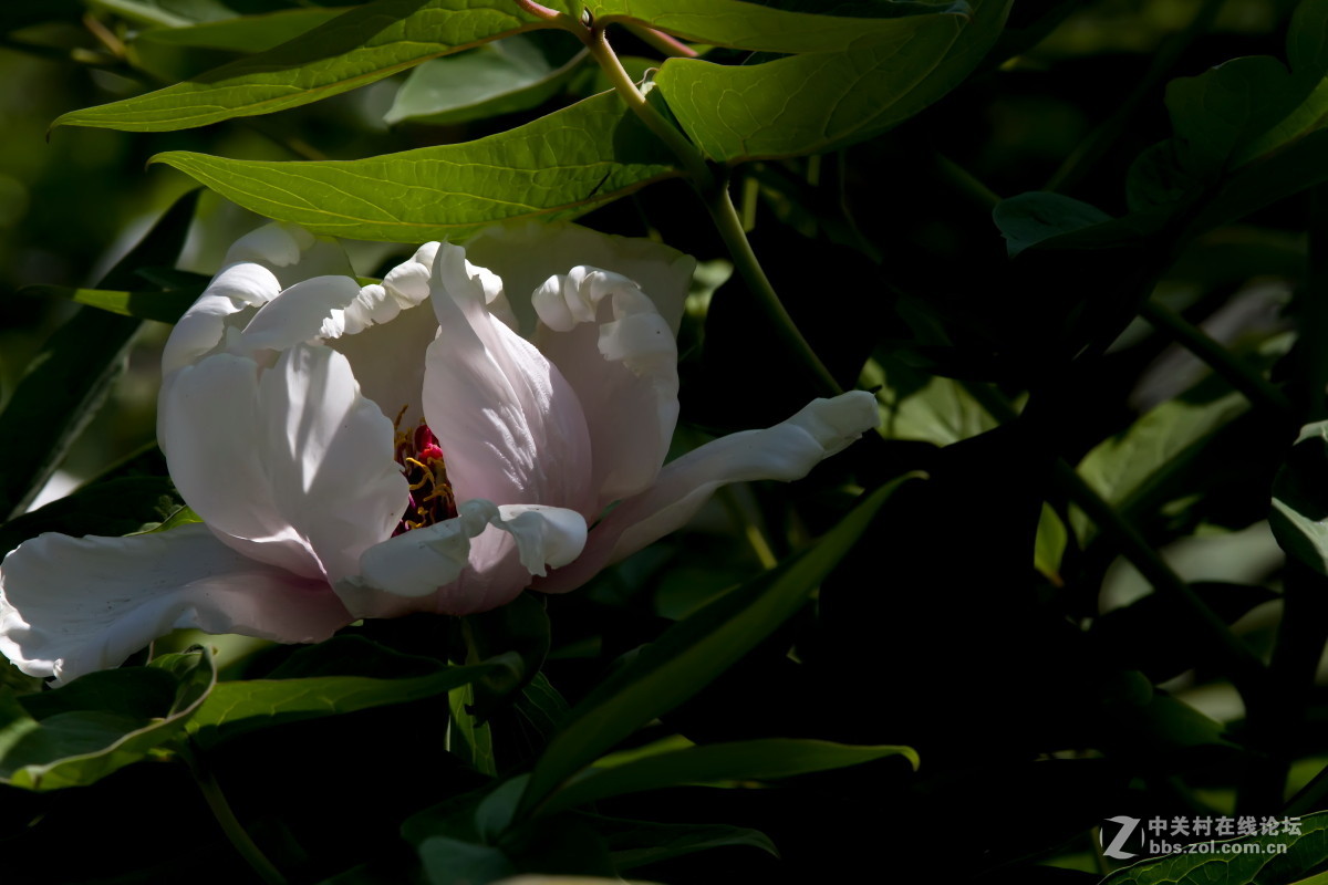 牡             丹……