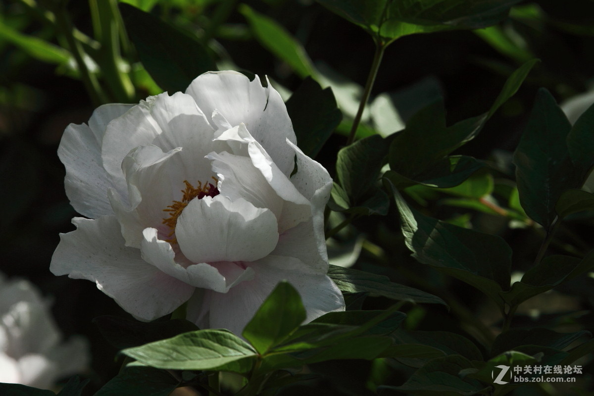 牡             丹……