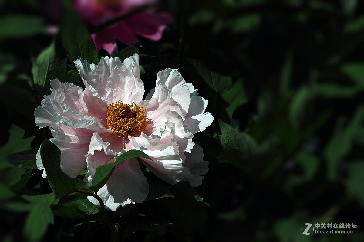 牡             丹……