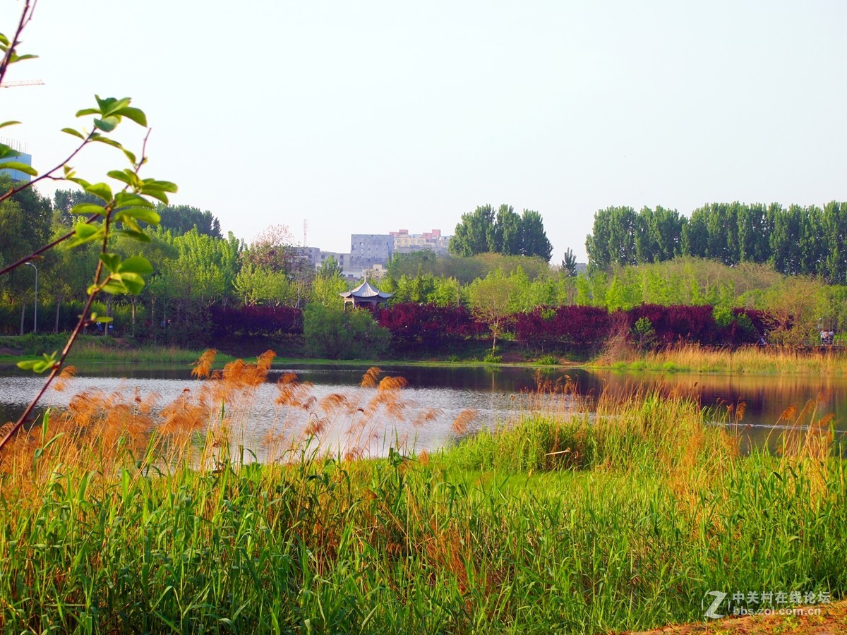 初夏鄭州市西流湖溼地公園風光