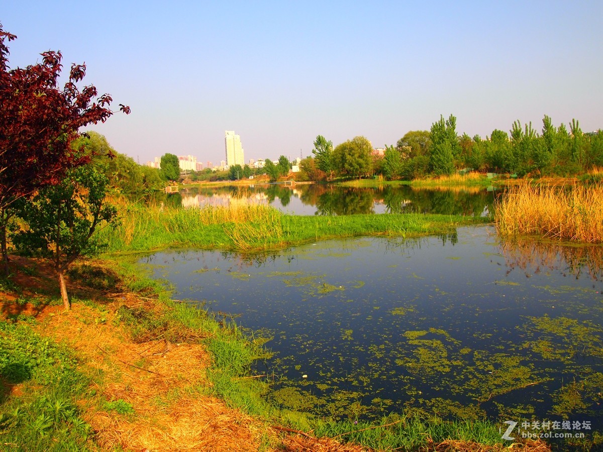 初夏鄭州市西流湖溼地公園風光