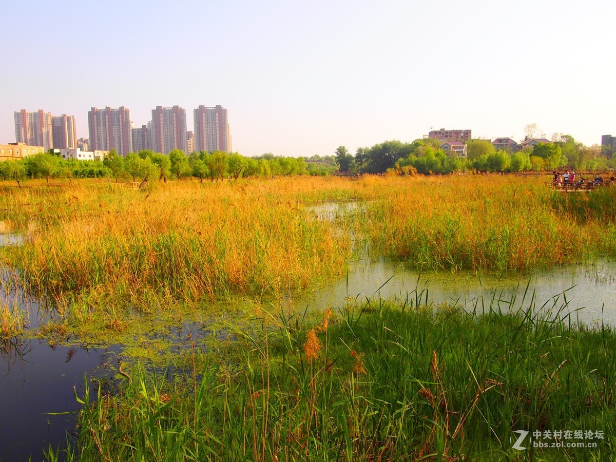 初夏鄭州市西流湖溼地公園風光