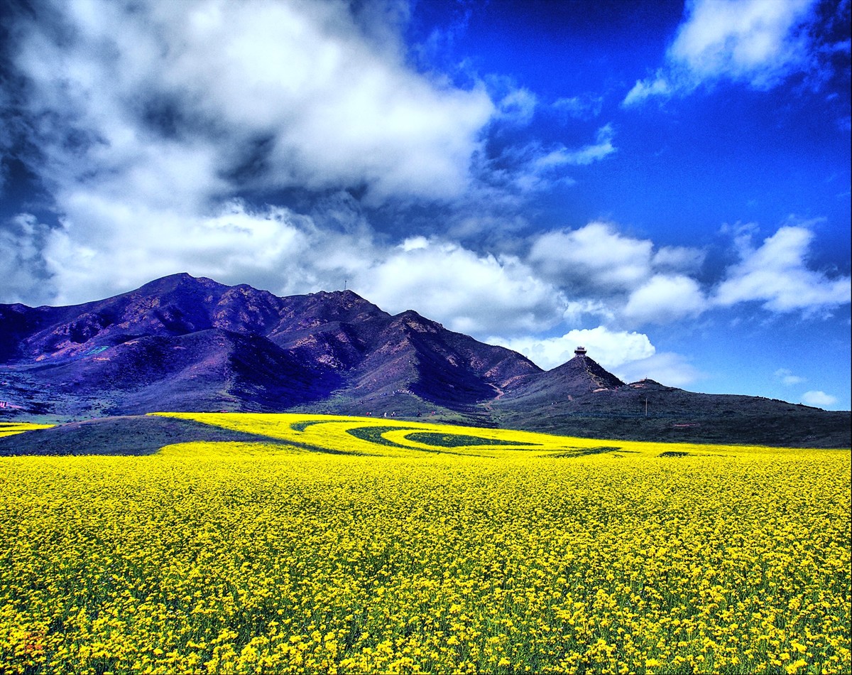 遭遇青海油菜花