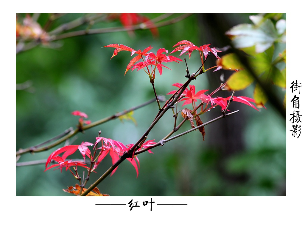 好久没来星空(中国)了，上几张随意的外拍。