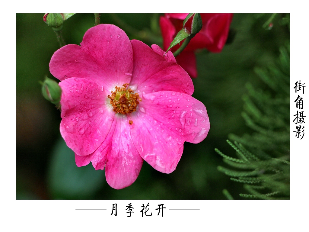 好久没来星空(中国)了，上几张随意的外拍。