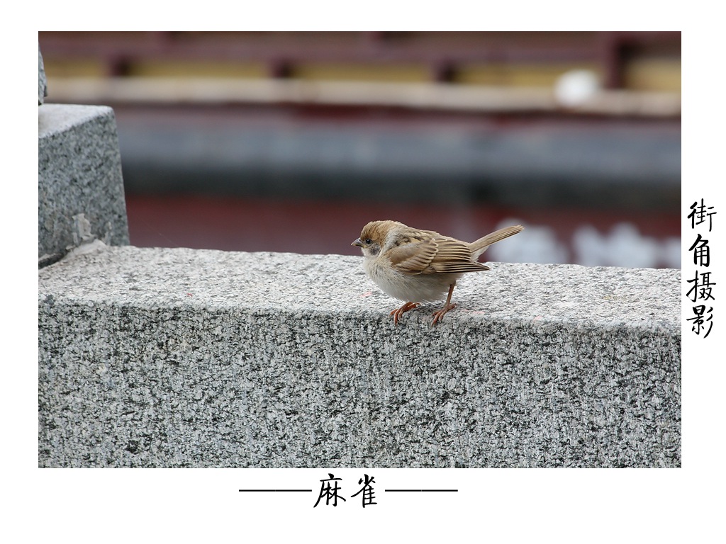 好久没来星空(中国)了，上几张随意的外拍。