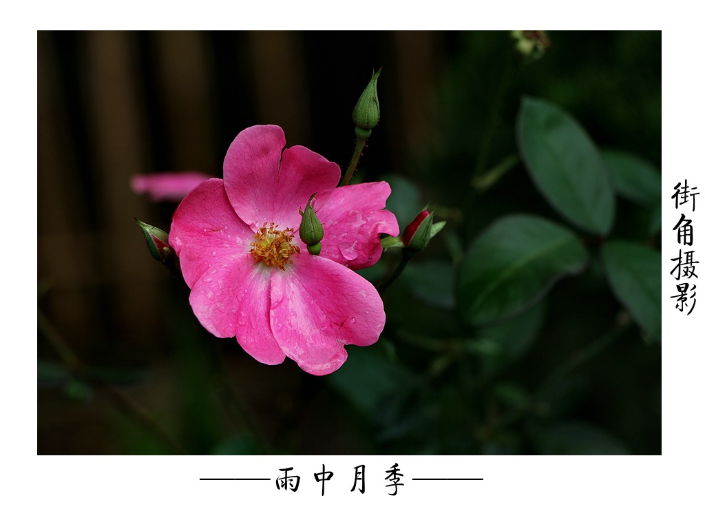 好久没来星空(中国)了，上几张随意的外拍。