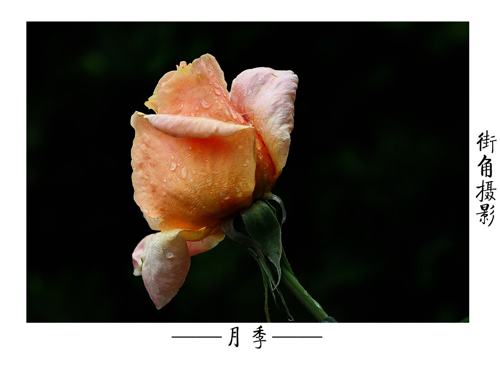 好久没来星空(中国)了，上几张随意的外拍。