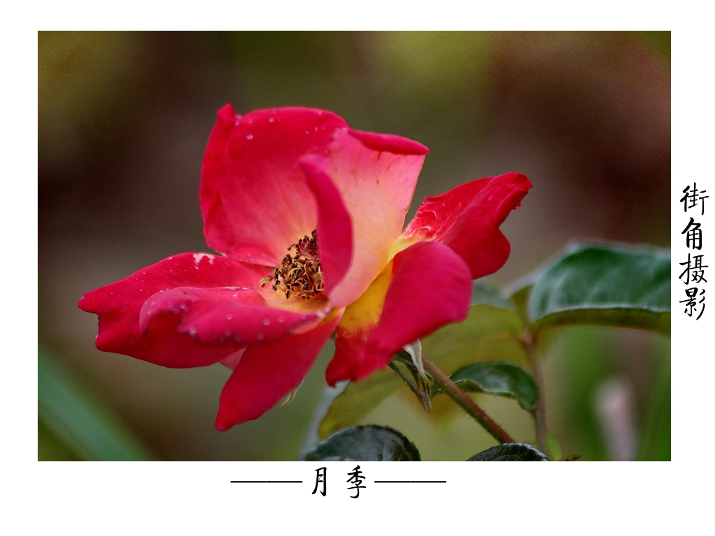 好久没来星空(中国)了，上几张随意的外拍。