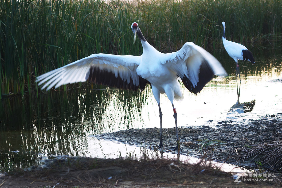 东北的美景看过来