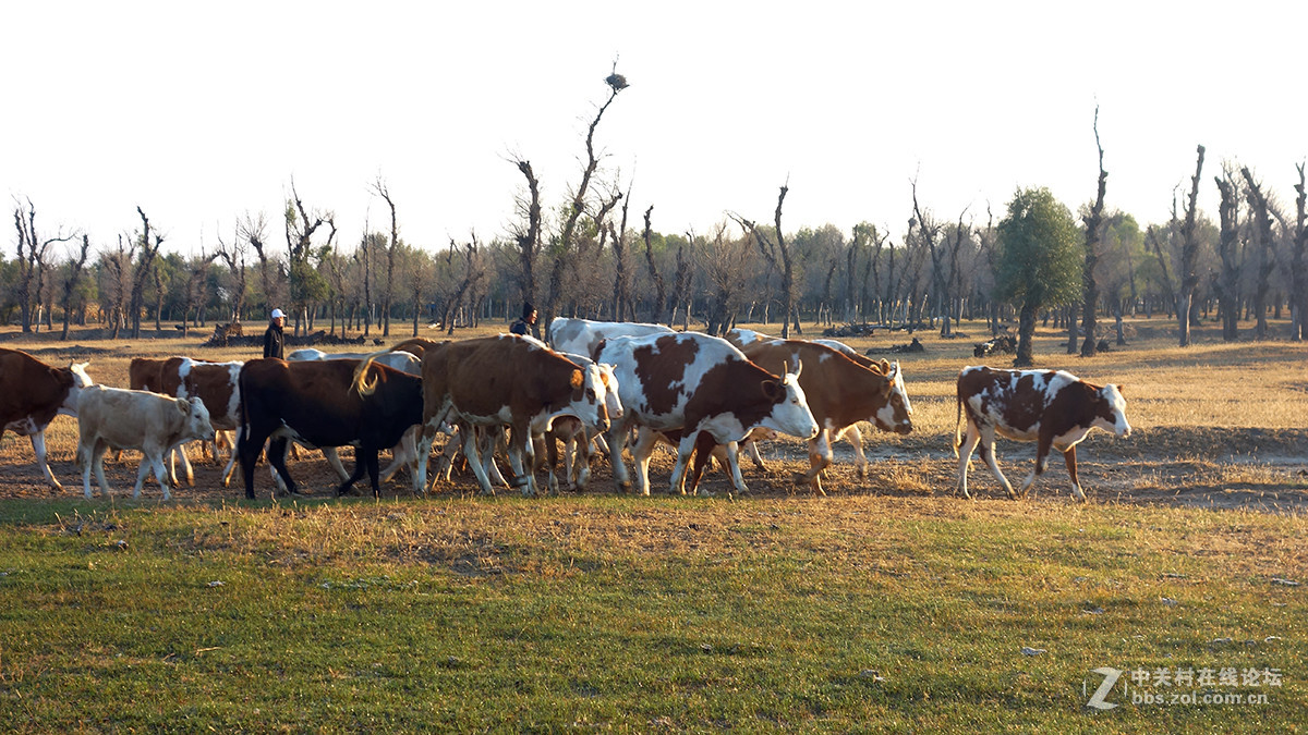 东北的美景看过来
