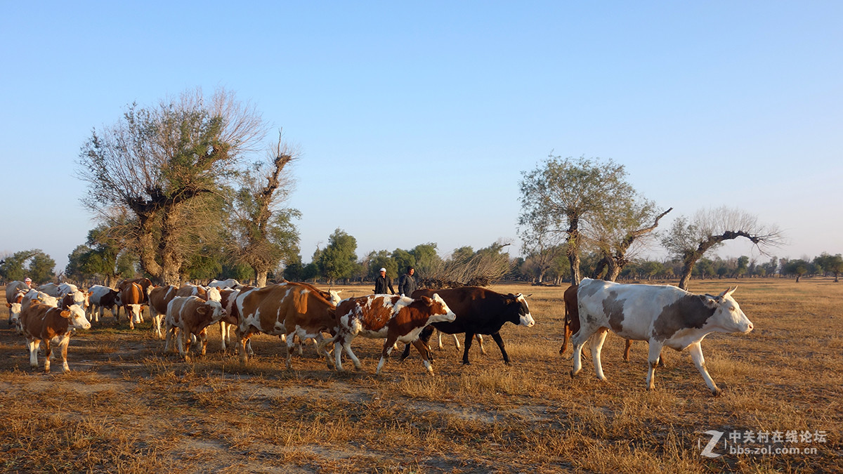东北的美景看过来
