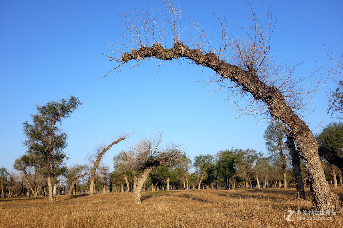 东北的美景看过来