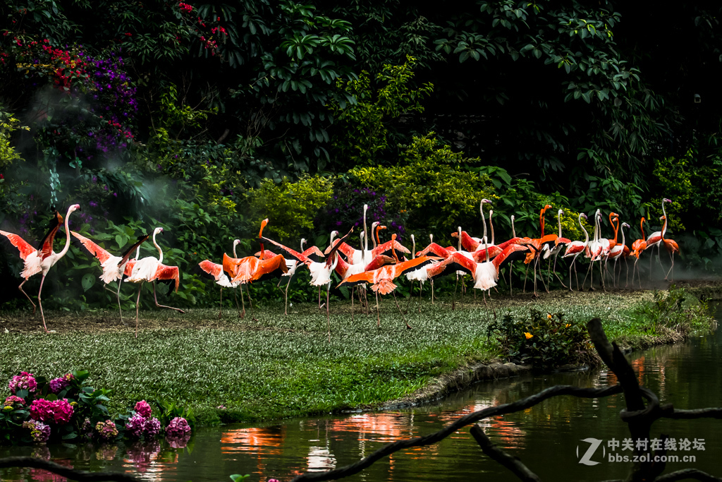 百鸟园观看百鸟飞歌