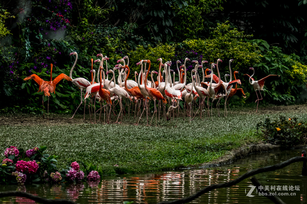 百鸟园观看百鸟飞歌