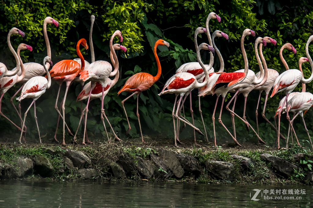 百鸟园观看百鸟飞歌