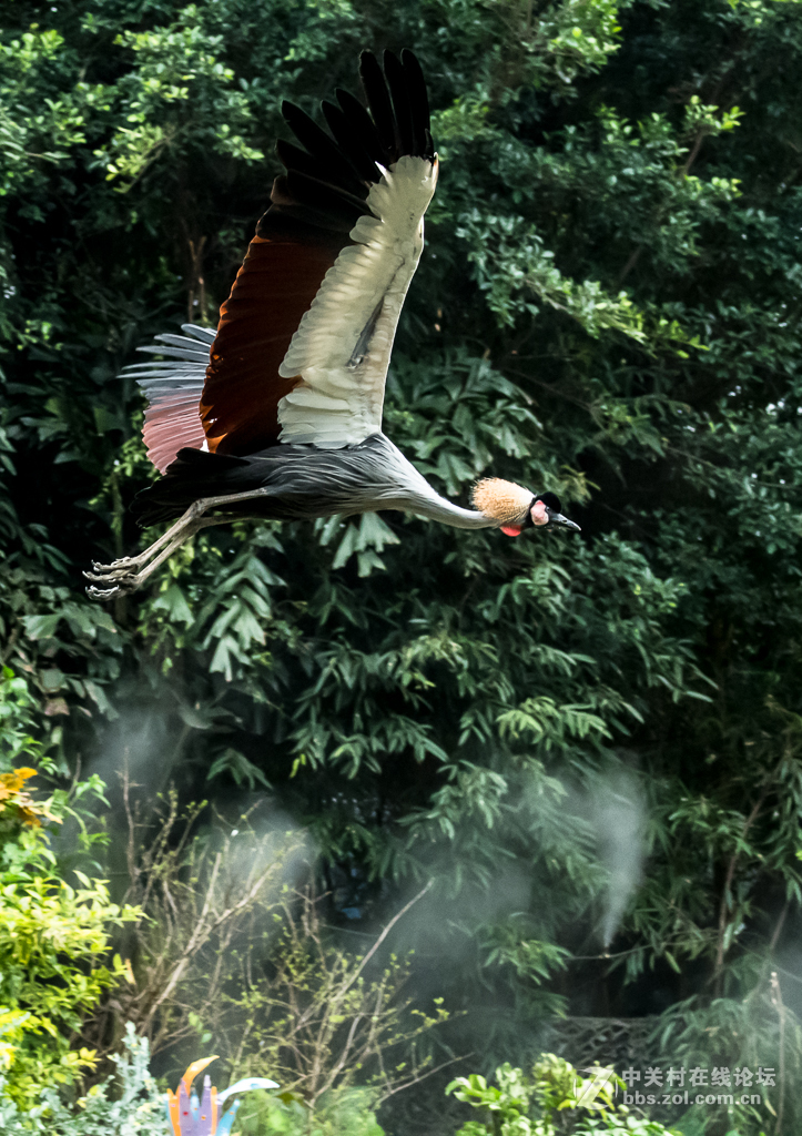 百鸟园观看百鸟飞歌