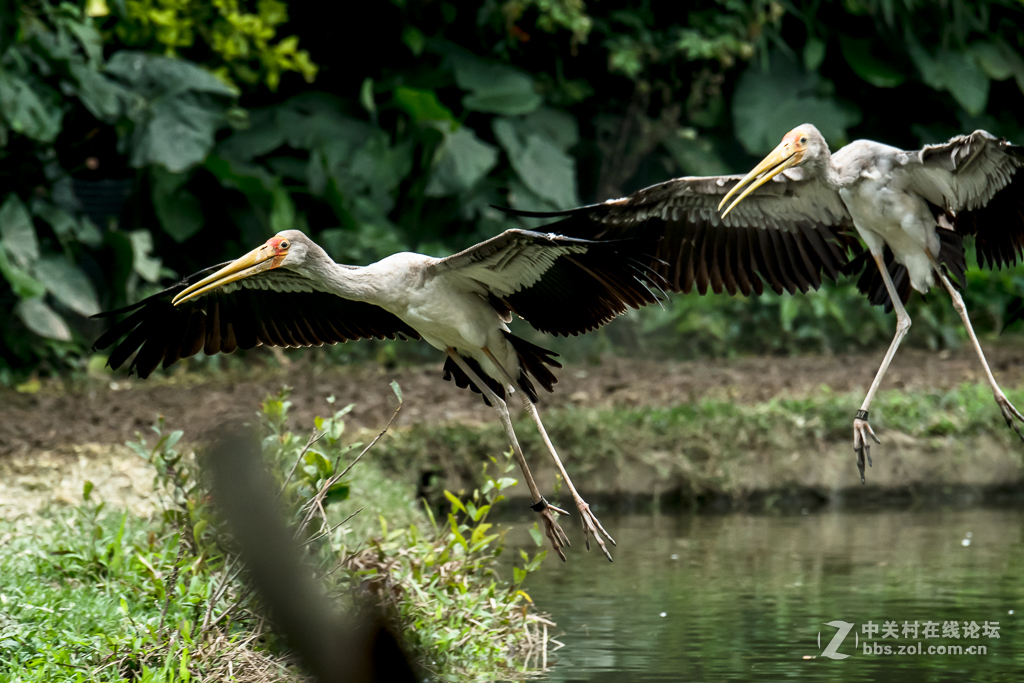 百鸟园观看百鸟飞歌