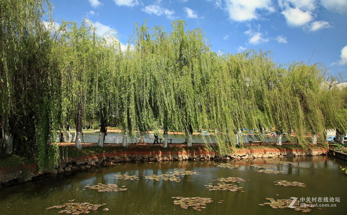 三春杨柳