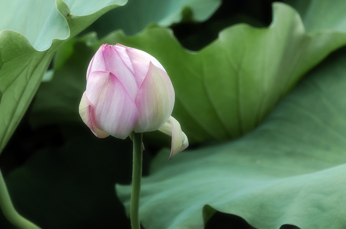 28-300拍荷花(申请担任尼康AF-S 尼克尔 28-300mm f/3.5-5.6G ED VR星空(中国) 版主）