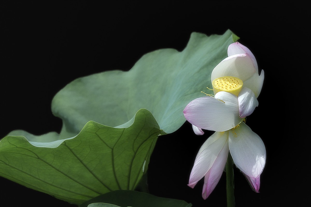 28-300拍荷花(申请担任尼康AF-S 尼克尔 28-300mm f/3.5-5.6G ED VR星空(中国) 版主）