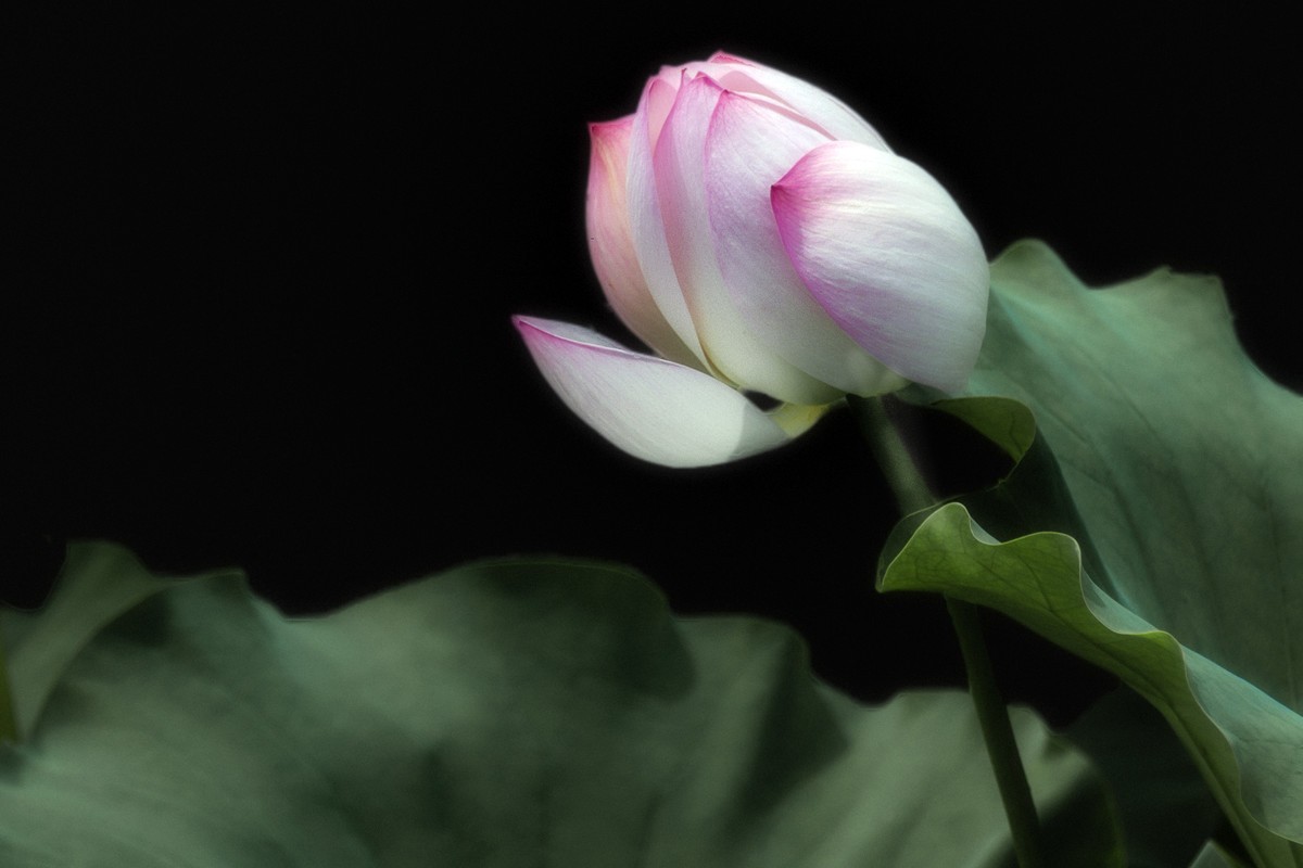 28-300拍荷花(申请担任尼康AF-S 尼克尔 28-300mm f/3.5-5.6G ED VR星空(中国) 版主）