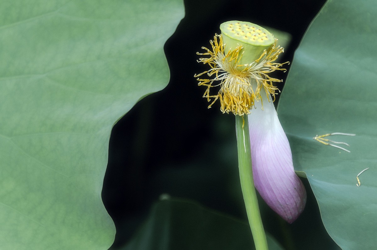 28-300拍荷花(申请担任尼康AF-S 尼克尔 28-300mm f/3.5-5.6G ED VR星空(中国) 版主）