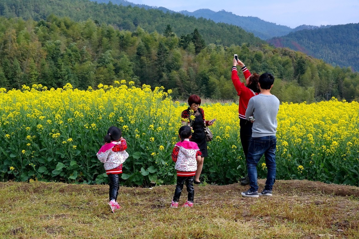又到油菜花开时