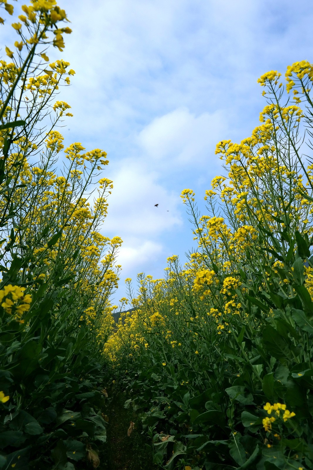 又到油菜花开时