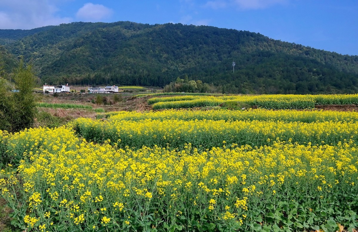 又到油菜花开时