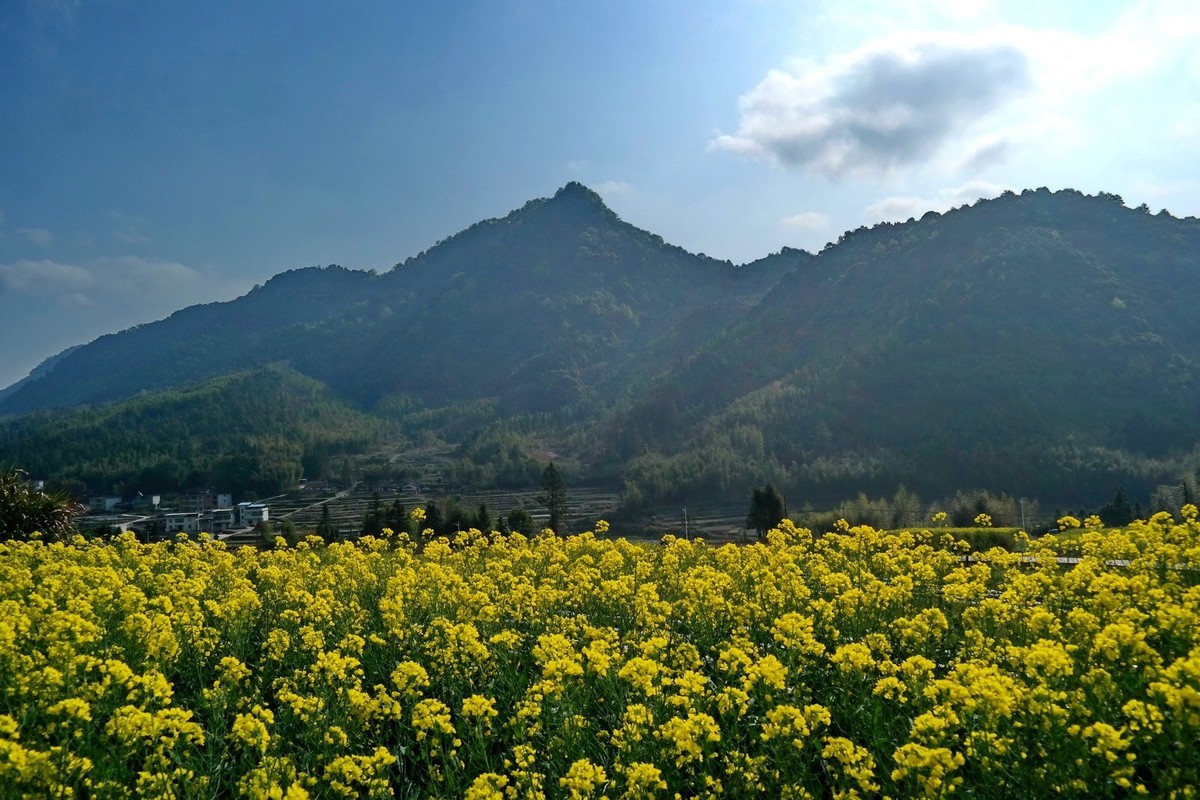 又到油菜花开时