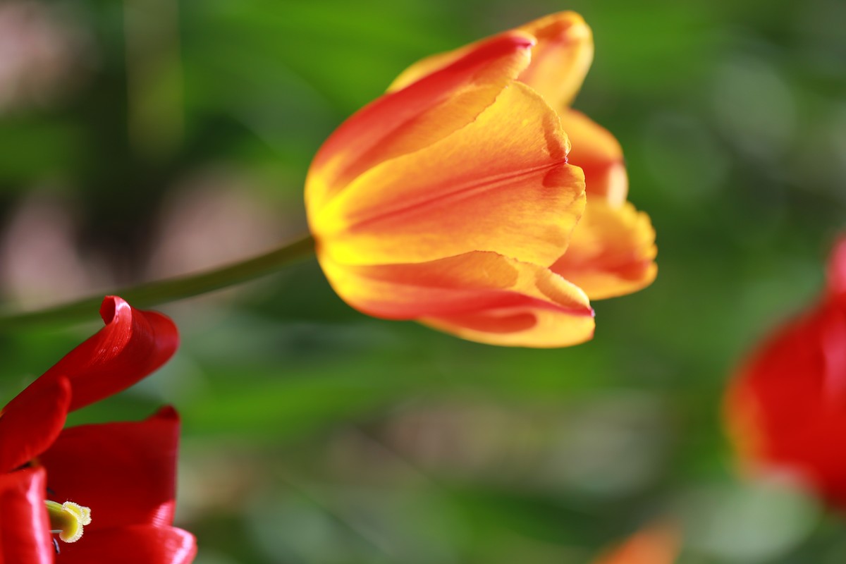 沈阳植物园郁金香