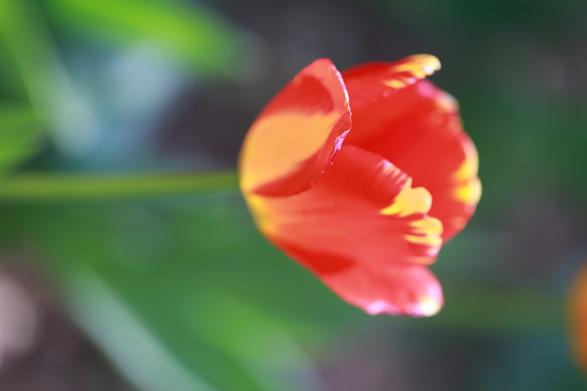 沈阳植物园郁金香