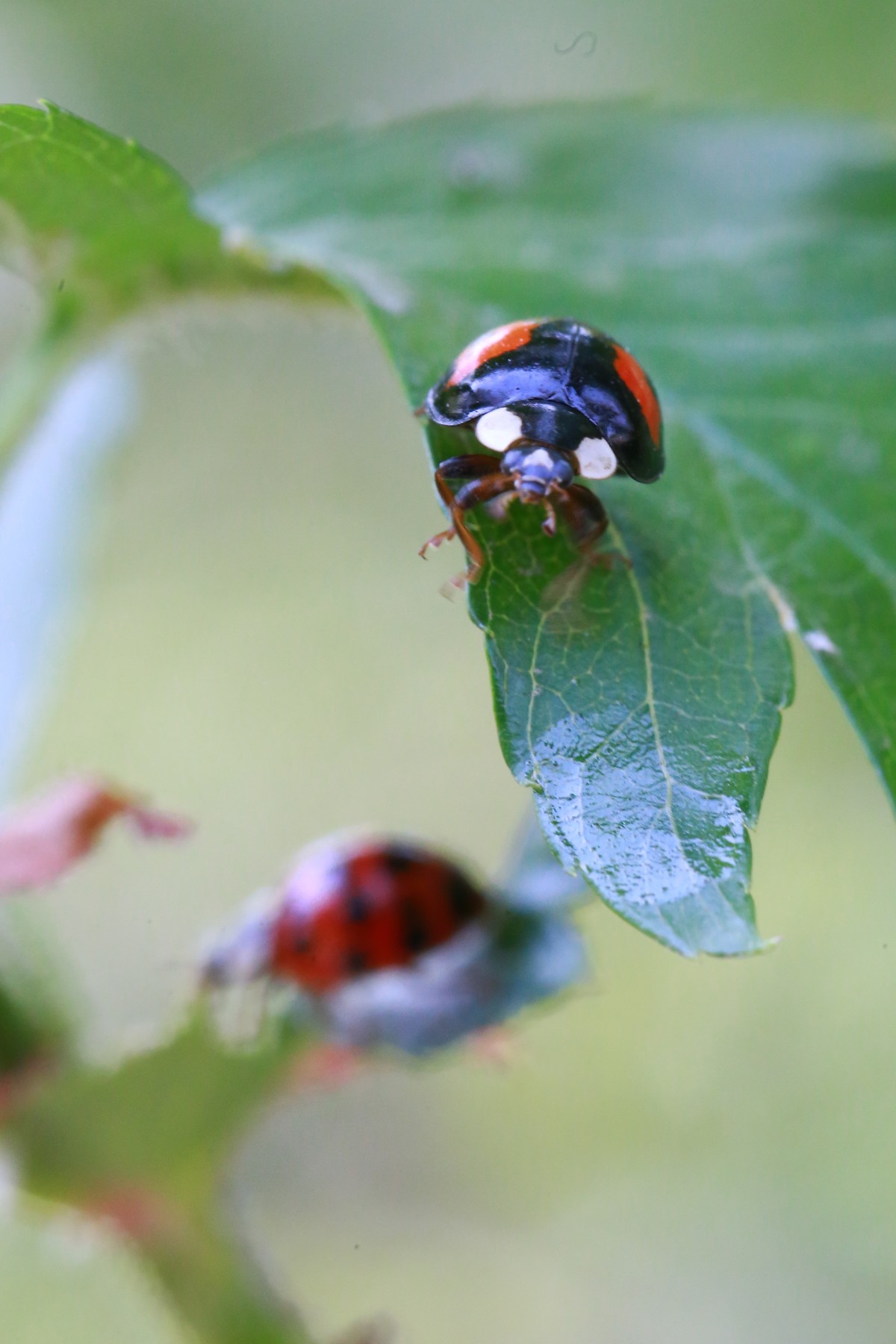 沈阳植物园郁金香