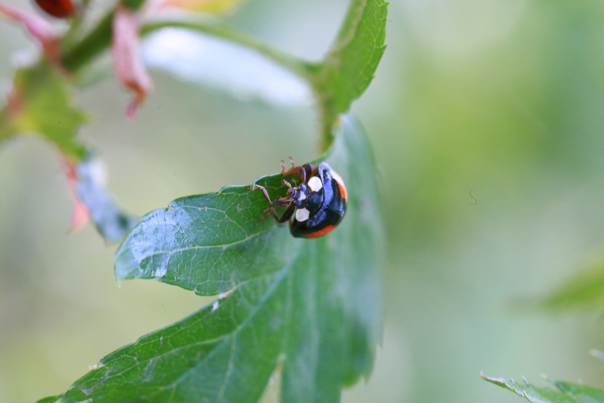沈阳植物园郁金香