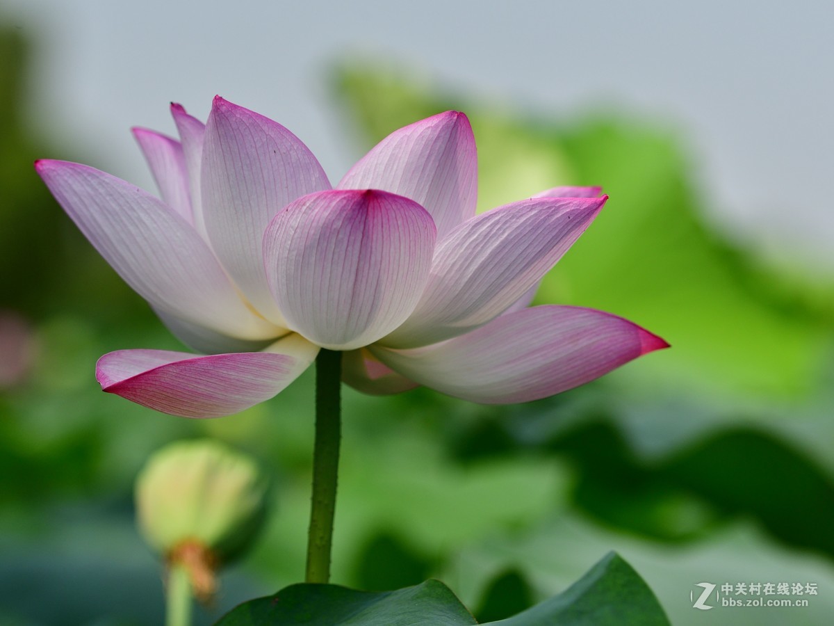 70-200拍荷花